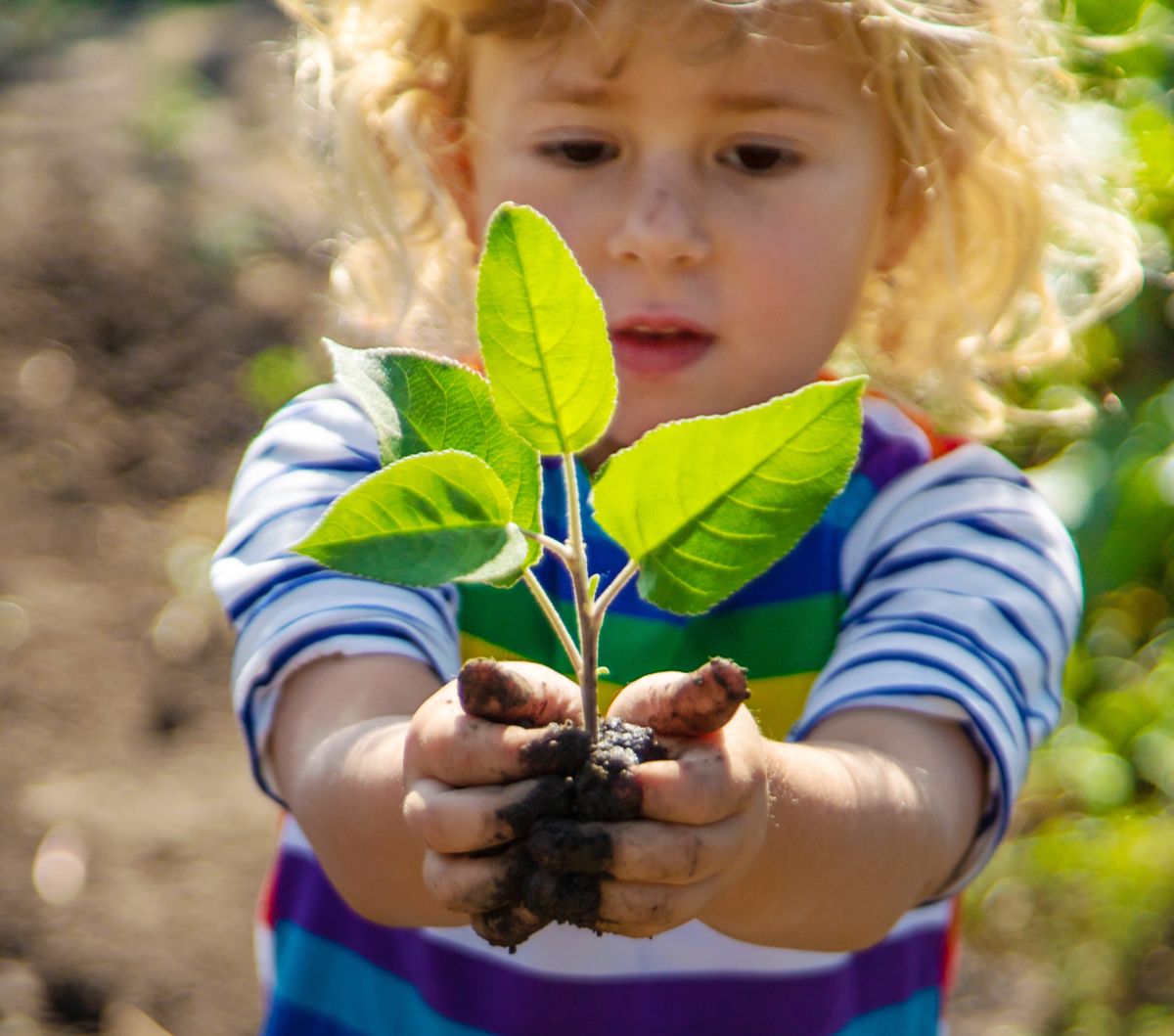 A young child holding a seedling in soil-covered hands